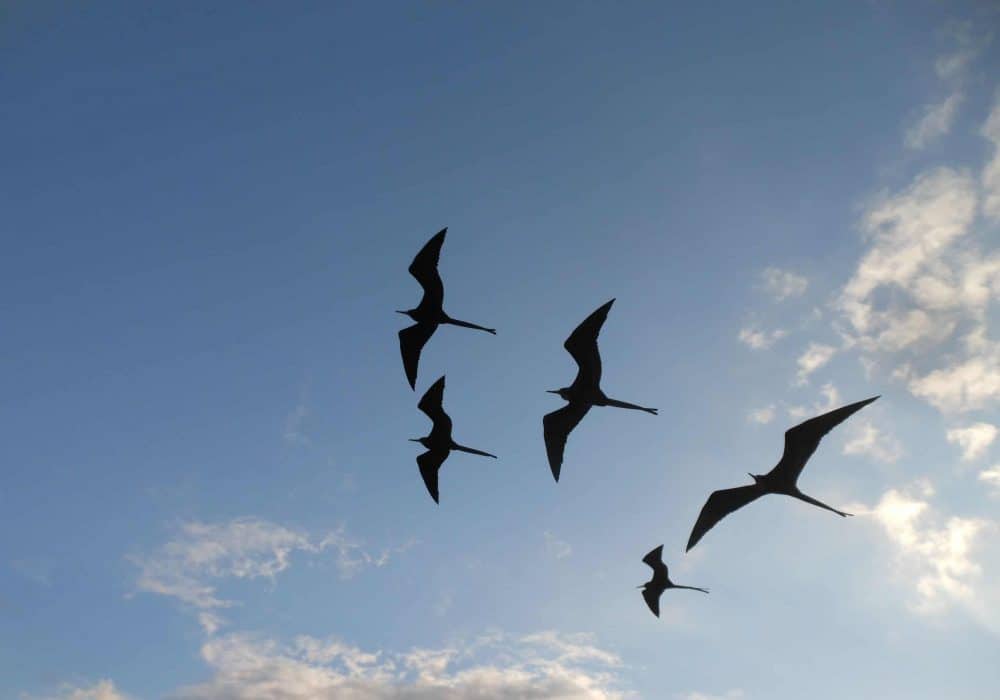 five birds in flight